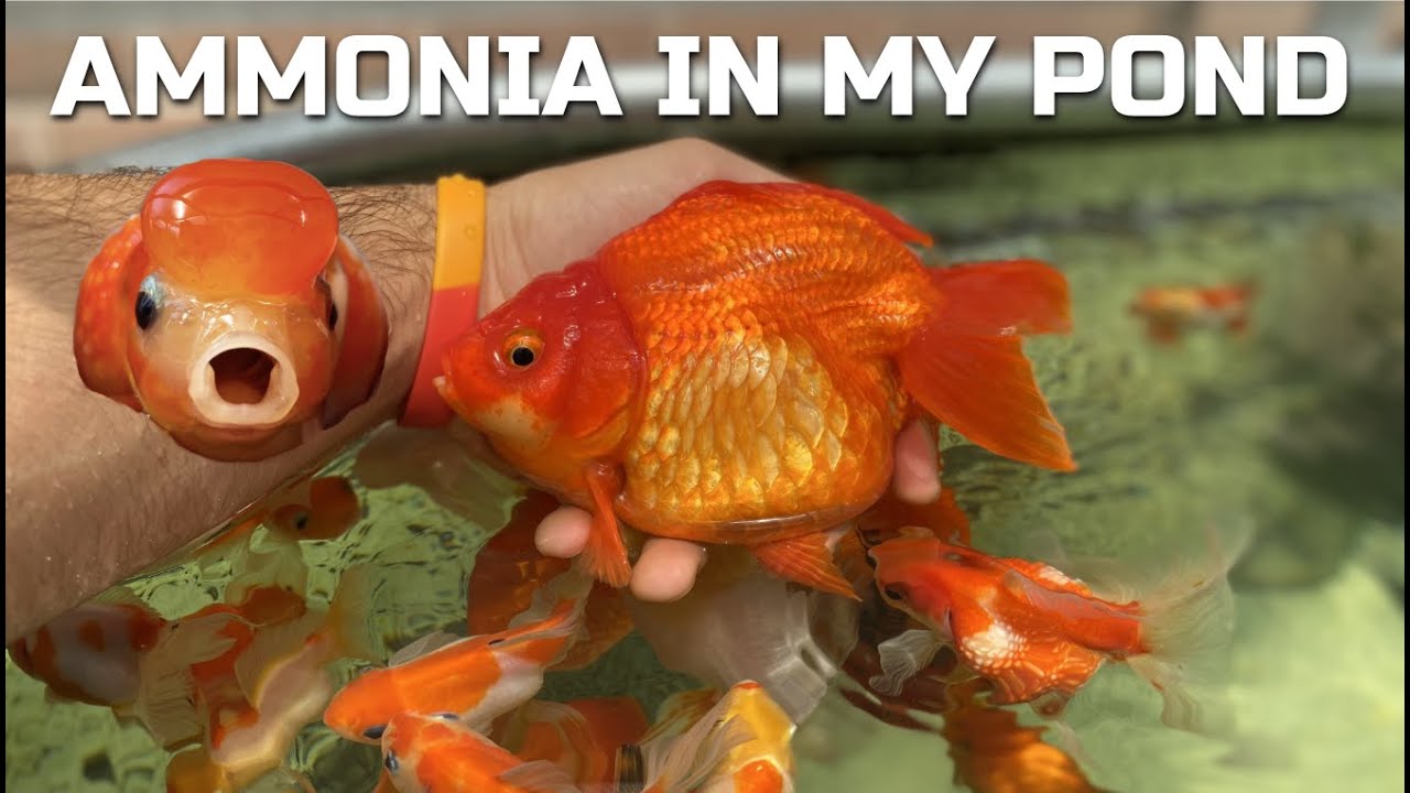 AMMONIA IN MY POND - How I Fixed it