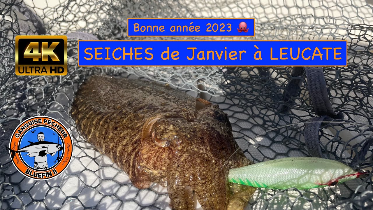Seiches à Leucate  🐙  Janvier 2023 .