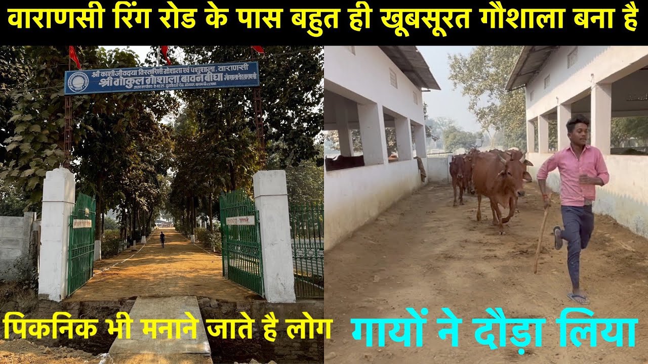 Picnic Place in Varanasi | Varanasi Gaushala Video | Cow in Gaushala | Gau Mata ki Sewa