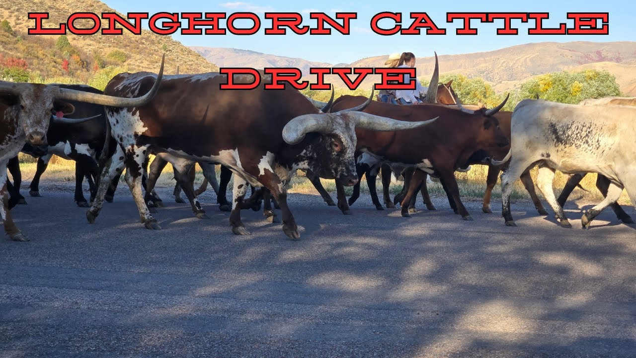 Texas Longhorn Cattle Drive | Highway 30 Ranch | #themiddlestall #texaslonghorns #cattle