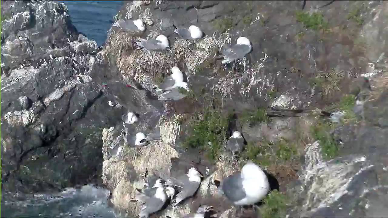 Cliff-Nesting Seabirds of Gull Island