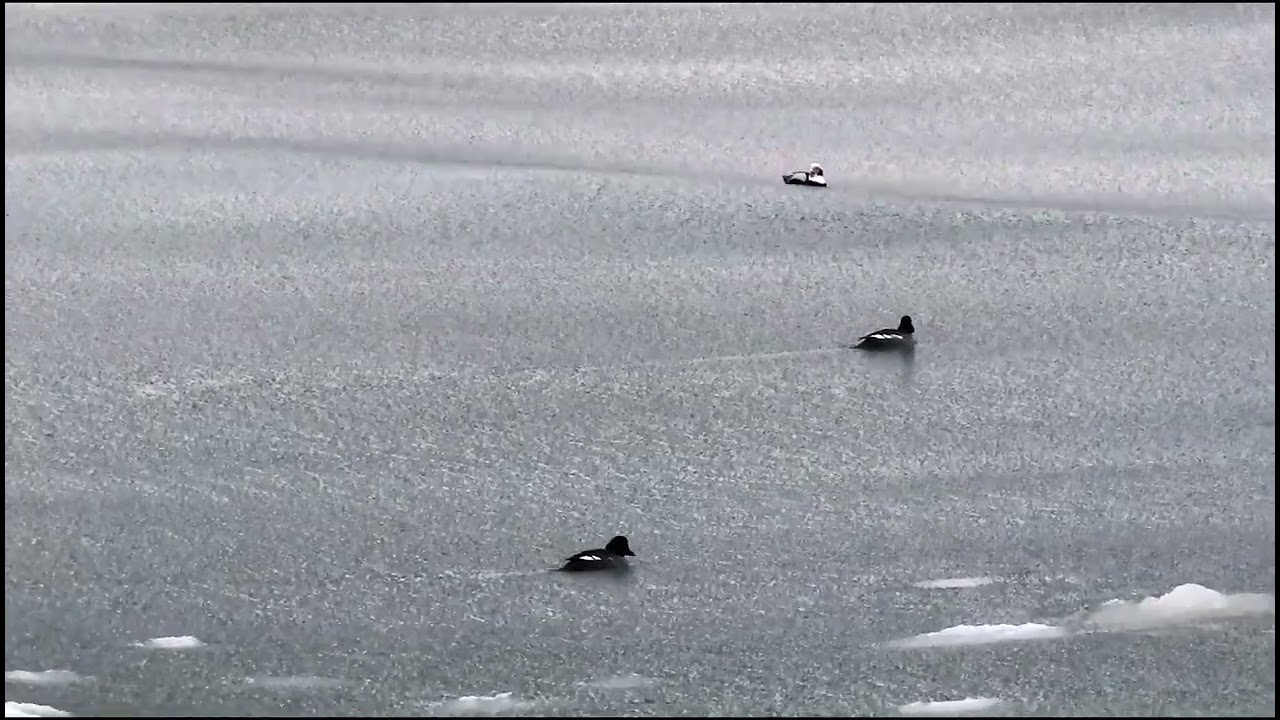 Lodówki podczas odwilży na Oksywiu