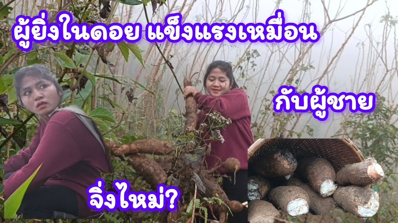 ทำไมเด็กในดอย แข็งแรงเหมือนผู้ชาย ไม่ใช่คือผู้หญิงในตัวเมืองทำอะไร ชาวดอยที่น่ารักแบบธรรมศาสตร์