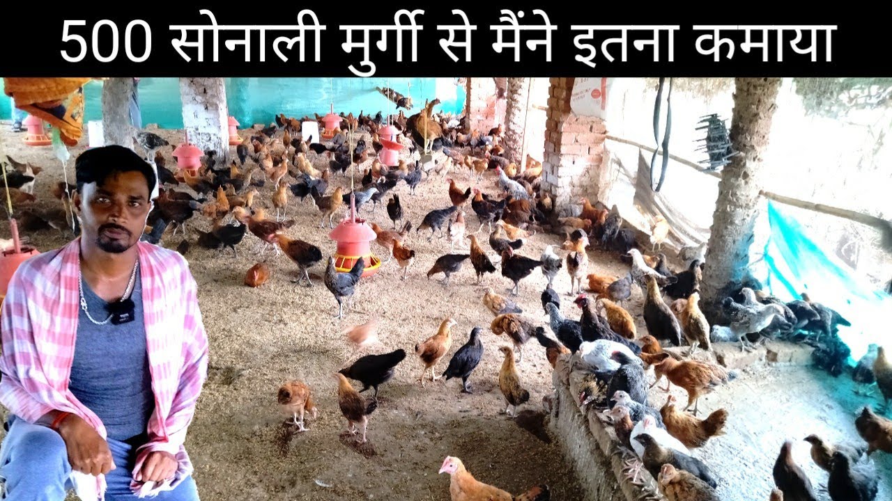 500 सोनाली मुर्गी पालन से जबरदस्त कमाई करता है ये किसान भाई #DeshiMurgiPalan