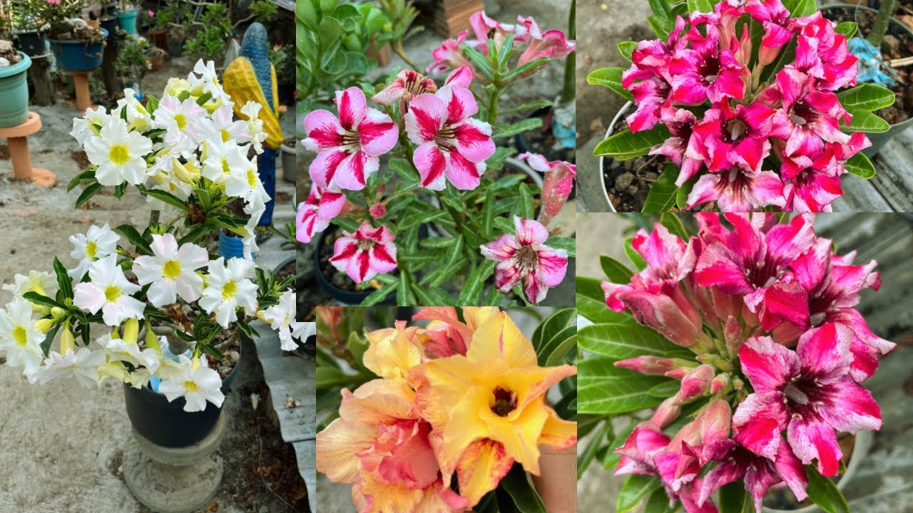 #rosadodeserto : mais buquês das minhas sementeiras😱surreal de linda #plantas#flores#flowers #jardim