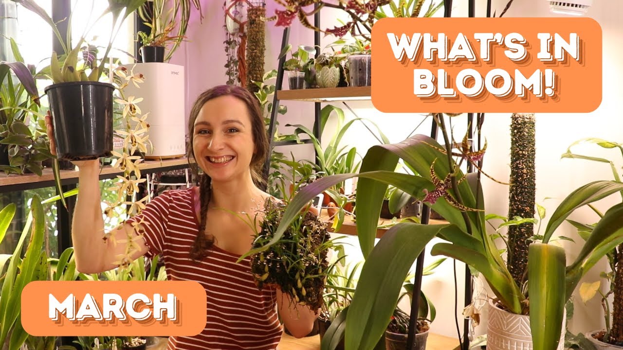 What's In Bloom! | March 2025
