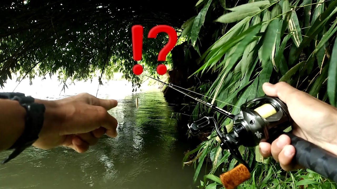 dibawah pohon bambu ini jadi sarang ikan hampala‼️ casting sebarau | baitcasting | fishing