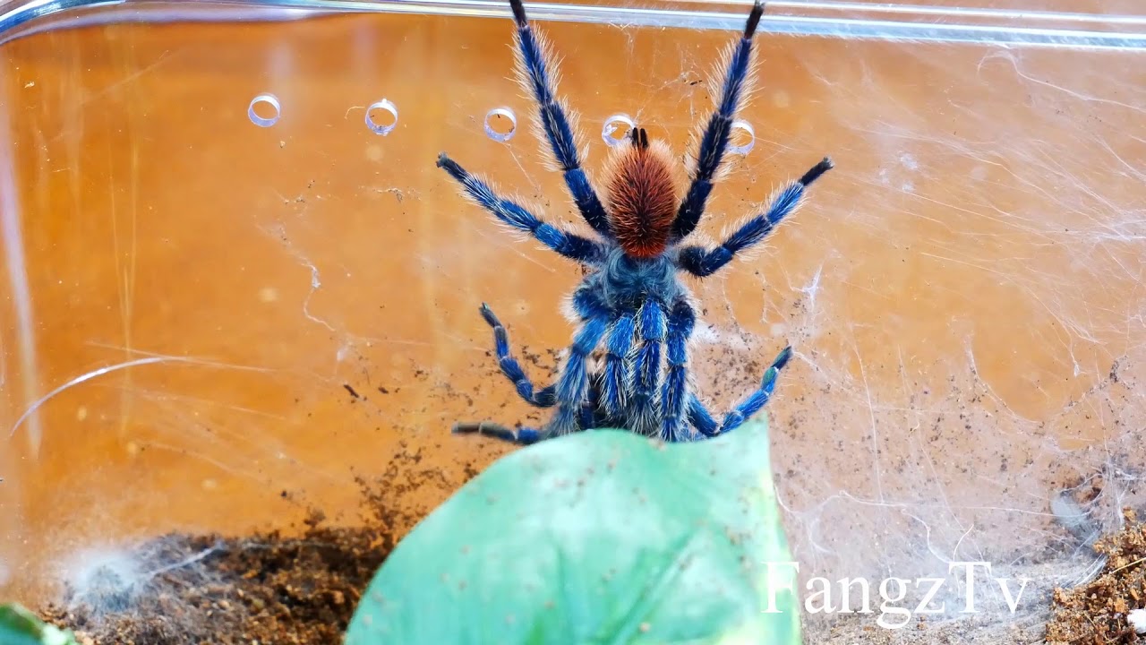Dolichothele diamantinensis  Breeding