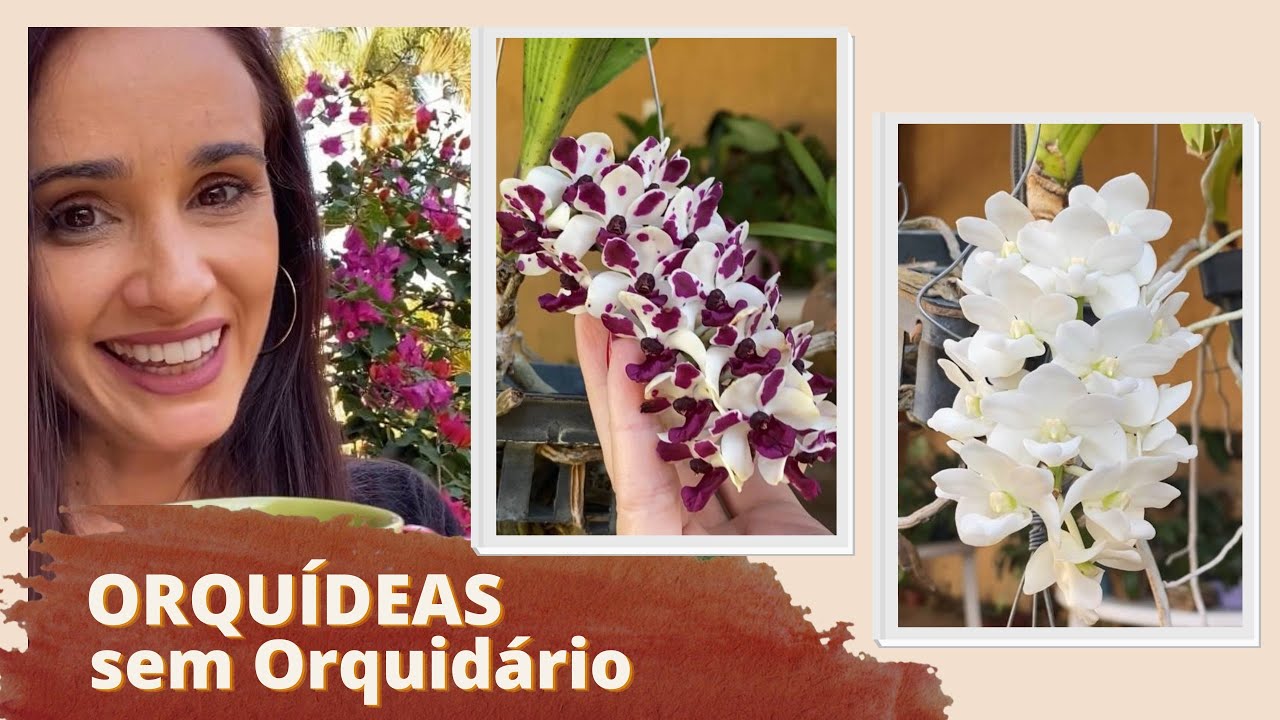 Como Cultivar Orquídeas sem Orquidário