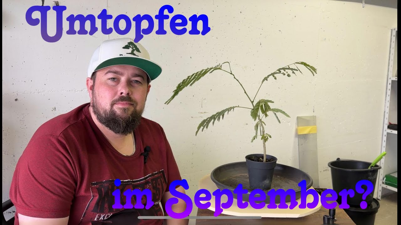 Mein Seidenbaum/Albizia julibrissin muss gerettet werden.   Bonsai 17/2024