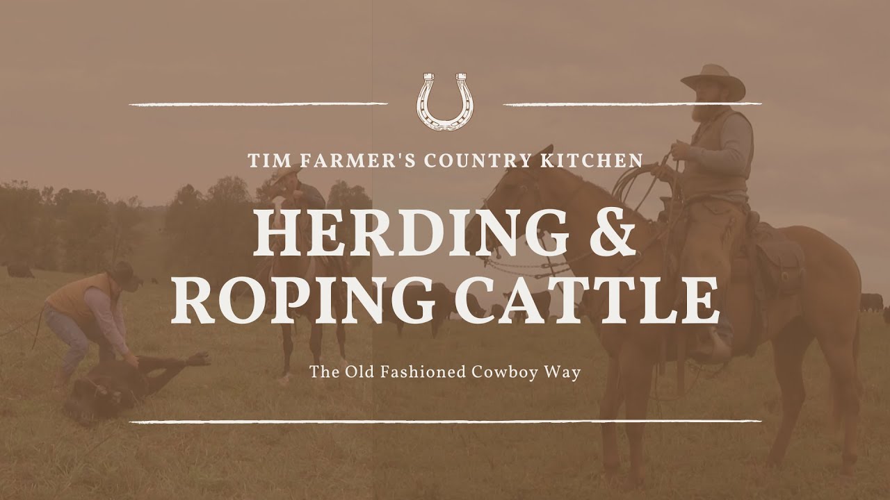 Herding and Roping Cattle the Old Fashioned Cowboy Way