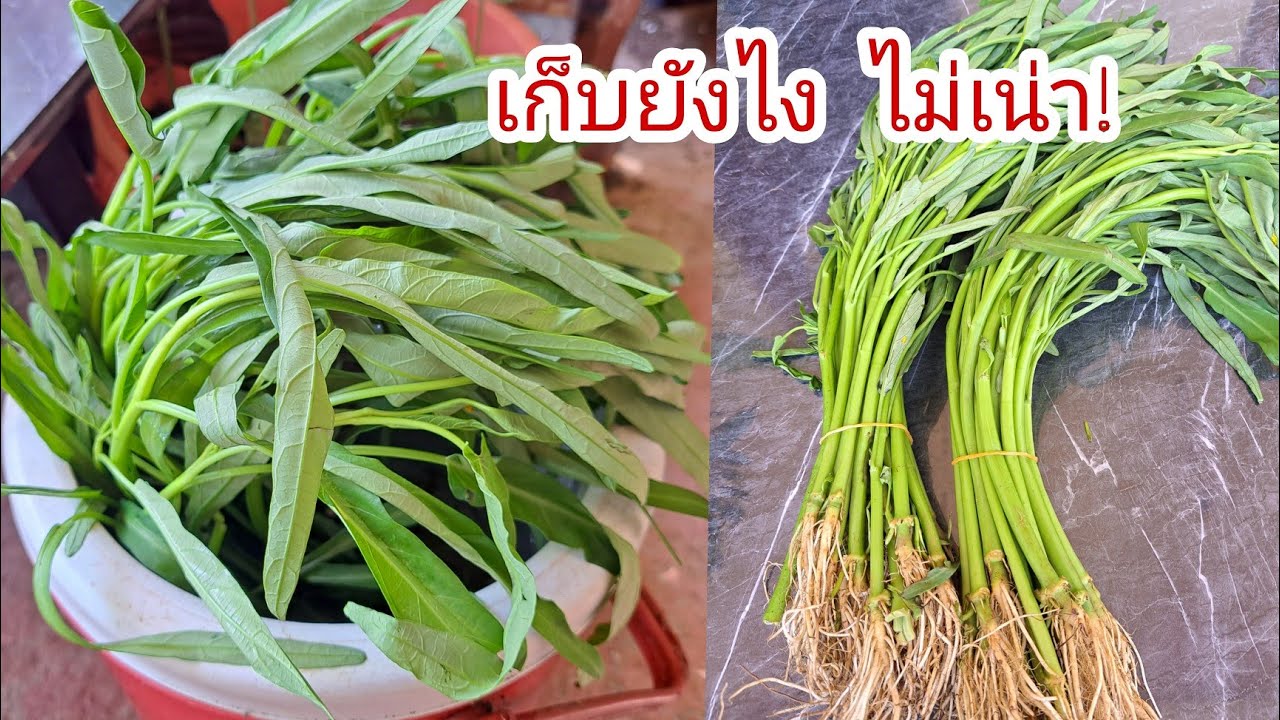 ผักบุ้งจีน เก็บไว้นานๆ ไม่เน่า ไม่เสีย |แค่เลchannel