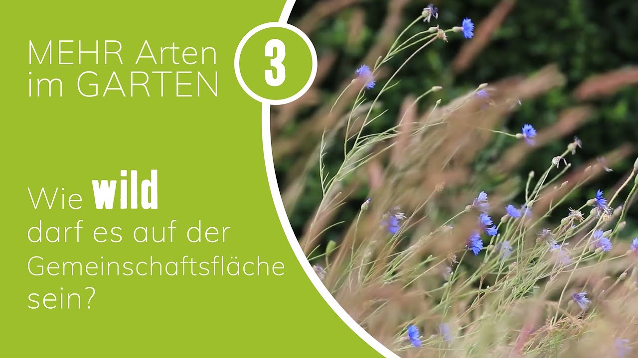 Mehr Arten im Garten - Folge 3: Wild- und Kulturpflanzen auf Gemeinschaftsflächen