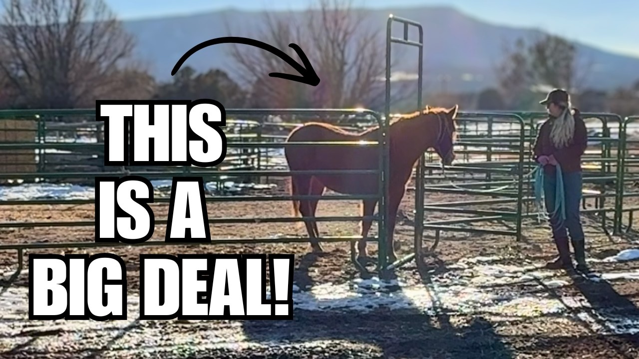 My mustang is FREE!  ~ First time out of her Gentling pen ~ Success!