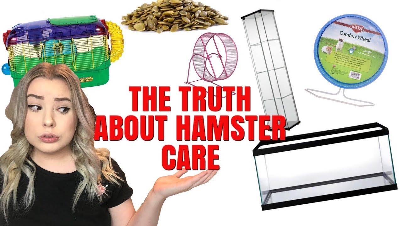 THE TRUTH ABOUT HAMSTER CARE + HAMSTER MISCONCEPTIONS!