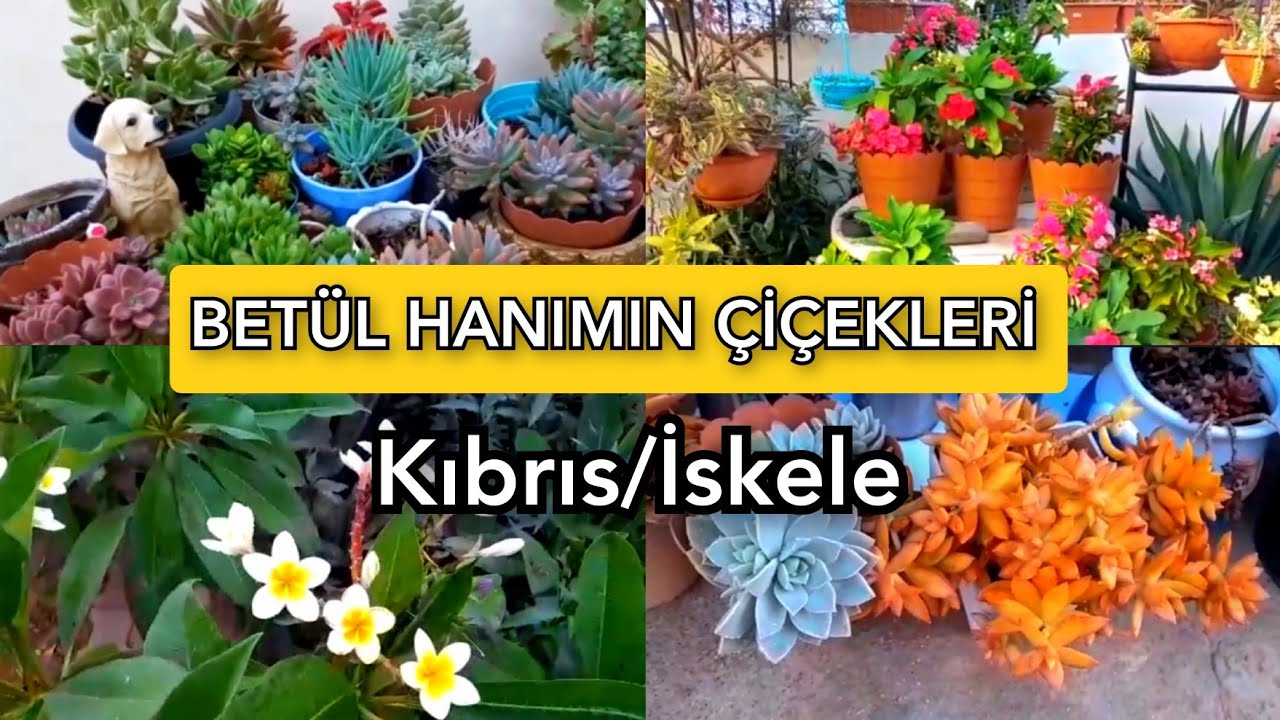 BETÜL HANIMIN ÇİÇEKLERİ (KIBRIS)🌺🌼⚘️#çiçekseverler