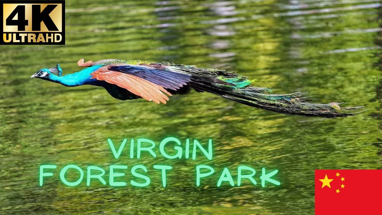 Xishuangbanna Primeval Forest Park