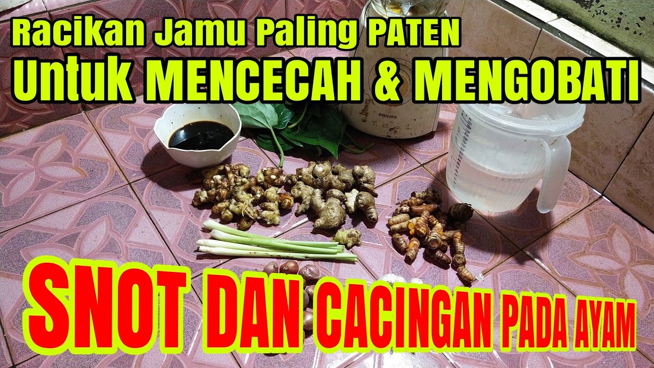 Cara Membuat Obat Herbal Untuk Ayam di Musim Penyakit | SNOT dan CACINGAN