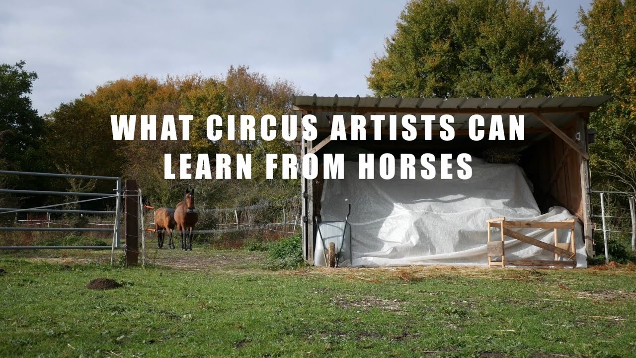 What Circus Artists Can Learn From Horses [EN] – by Lise Beaumard