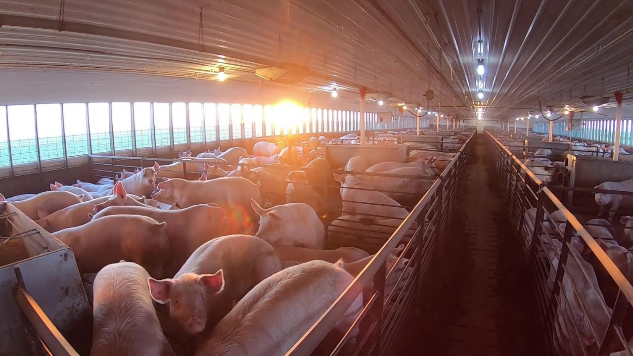 Hog Farming in Northwest Iowa