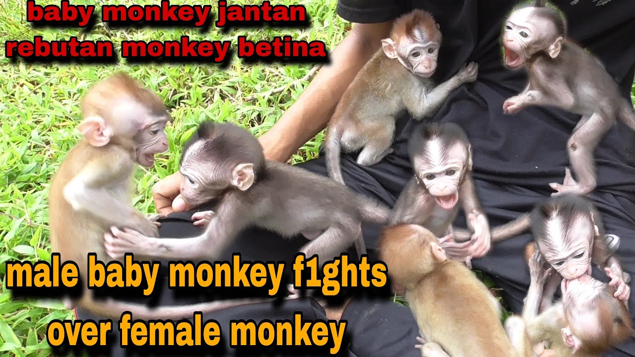 LUCU SEKALI‼️DUA BABY MONKEY JANTAN BERANTEM BEREBUT MONYET BETINA