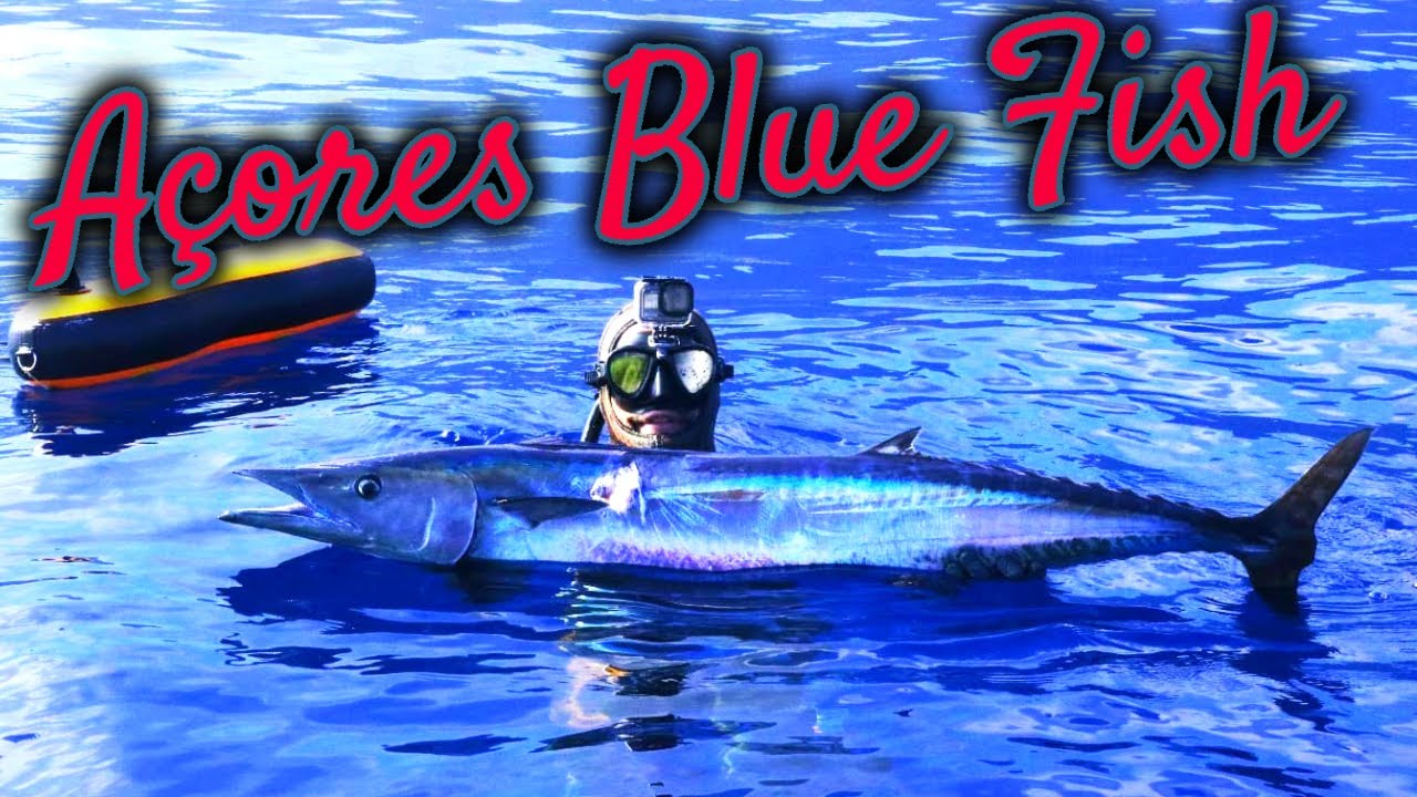 SPEARFISHING IN AÇORES - AZUL INFINITO