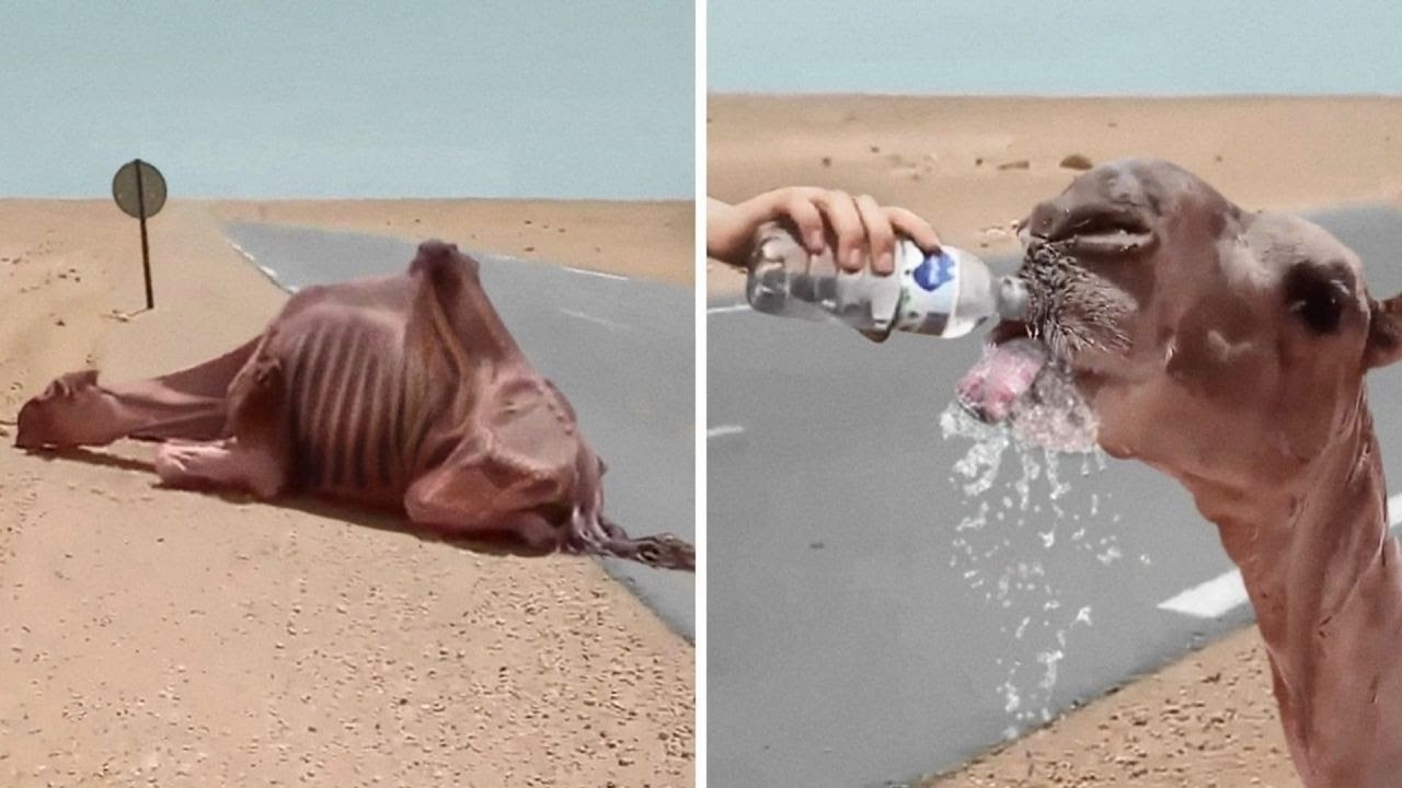 Animals Asking Humans for Help &ndash; Incredible Rescue Moments Caught on Camera