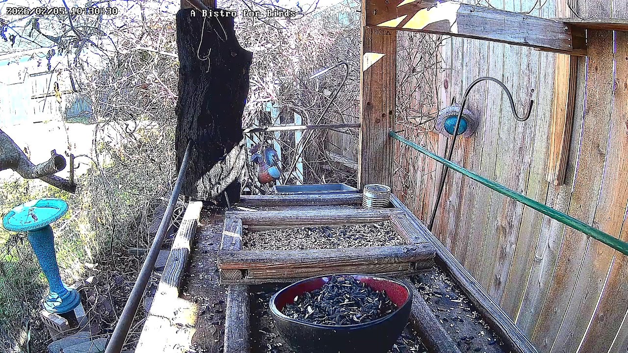 A Bistro for Birds Live Stream
