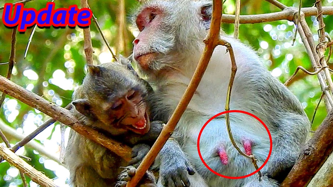It`s true..Big Jazzy still wanted milk from Jane rushed cry_ing begged nonstop before Jonna coming..