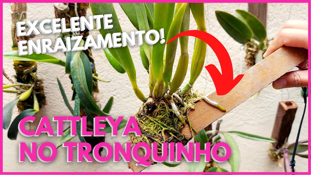 O CULTIVO DA ORQUÍDEA CATTLEYA NO TRONQUINHO | Um cultivo simples com Enraizamento rápido!