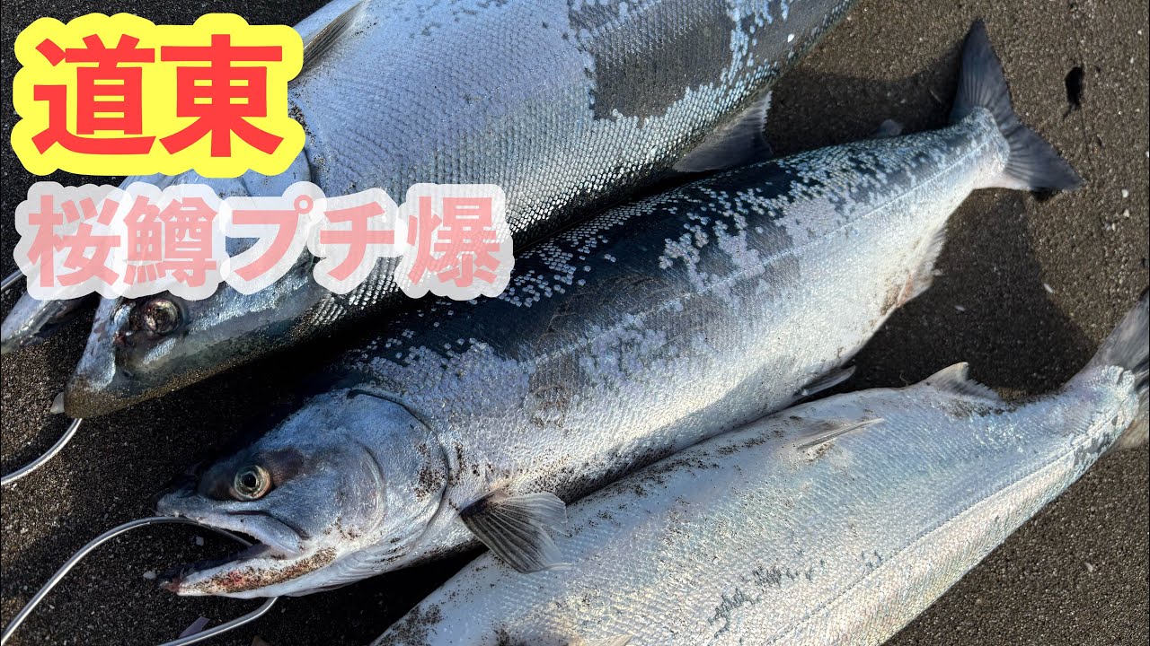 【道東サクラマス】海サクラ釣り《開花🌸》