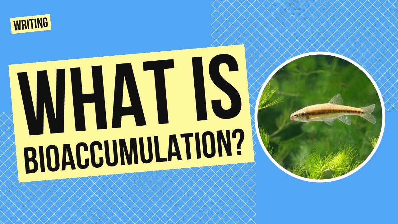 What is Bioaccumulation? | Writing and Science Activity