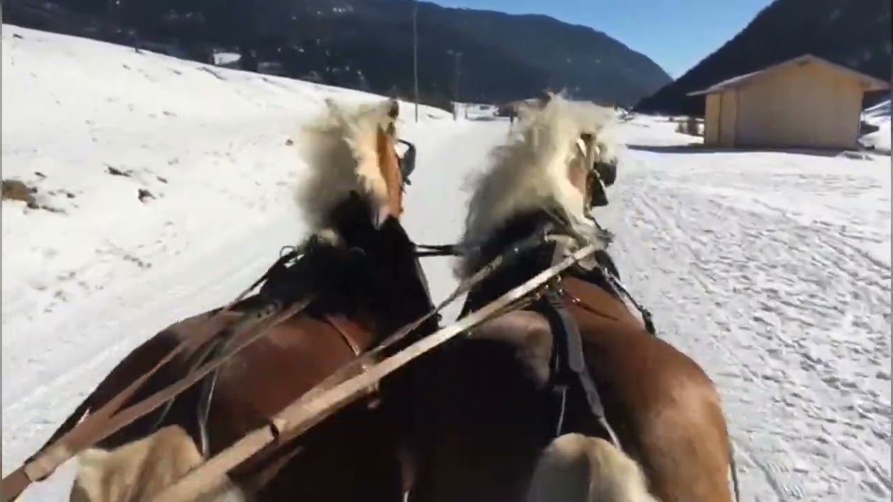 Horse-drawn sleigh ride / Pferdeschlittenfahrt #horses #nature #winter #pferde #sleighride 