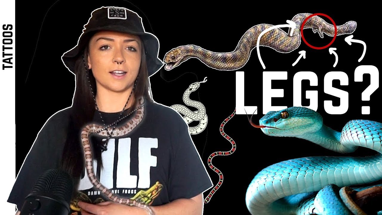 How Did Snakes Lose Their Legs? | Lindsay Nikole