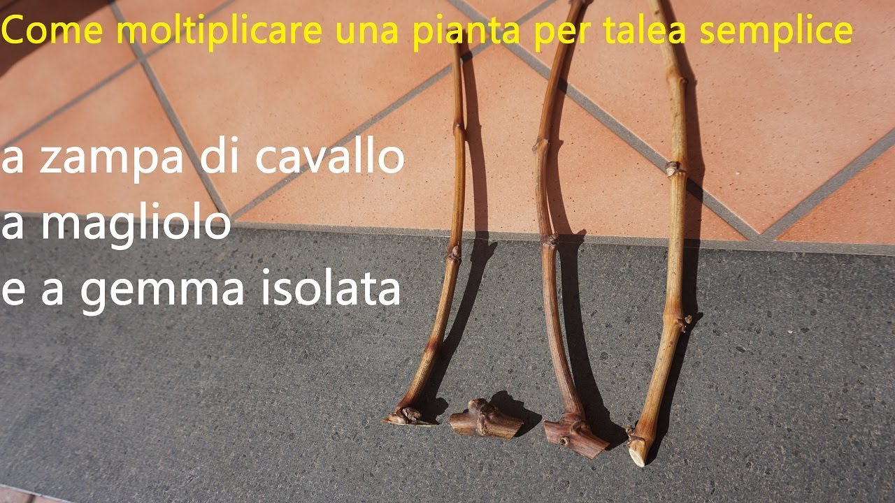 Come moltiplicare una pianta per talea semplice# a zampa di cavallo# a magliolo# e a gemma isolata