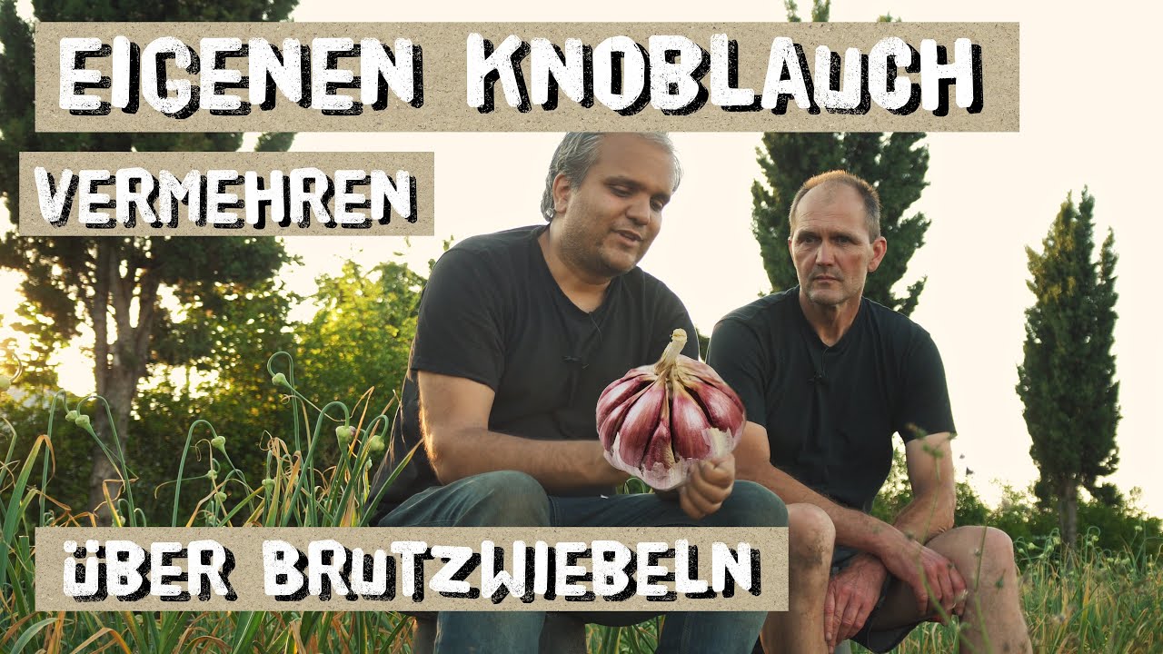 Eigenen Knoblauch einfach vermehren Vermehren &uuml;ber Brutzwiebeln.