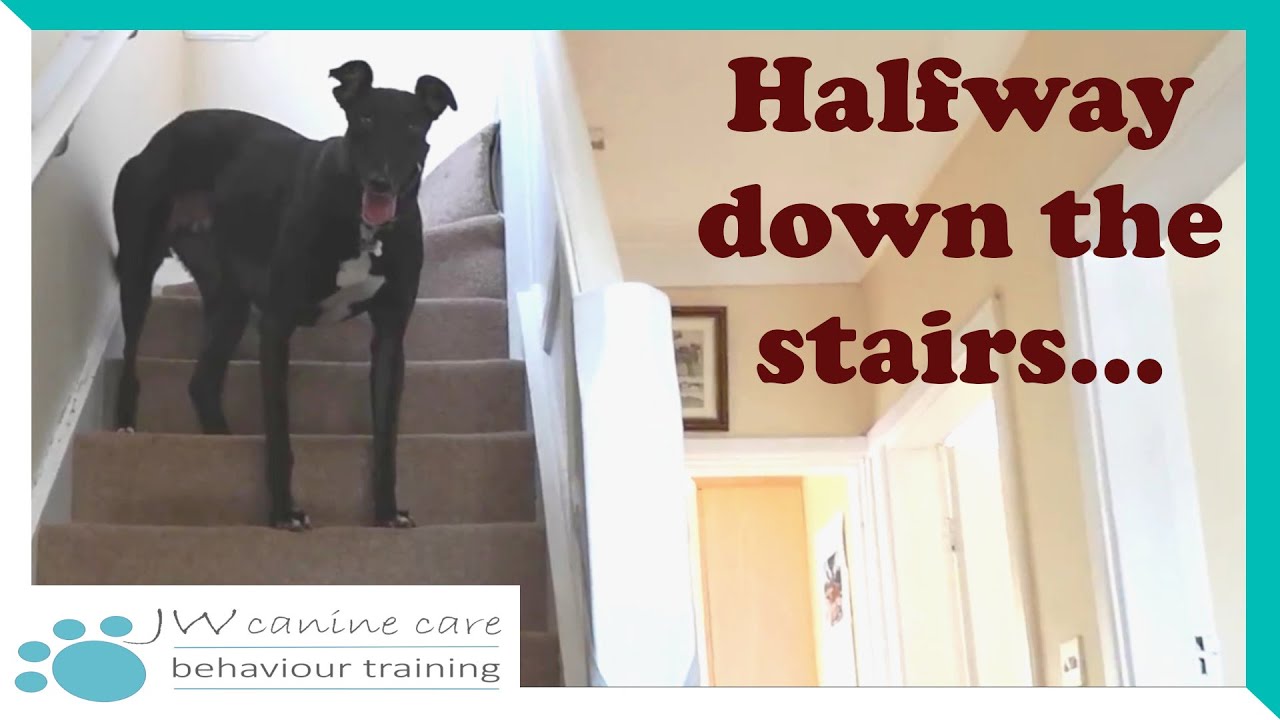 Your greyhound and stairs