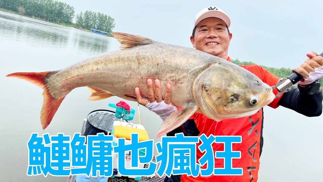 餘家沖水庫盤漂亮老闆娘！ 50斤的鰱鳙太瘋狂！窯坑鰱鳙也瘋狂#天元鄧剛