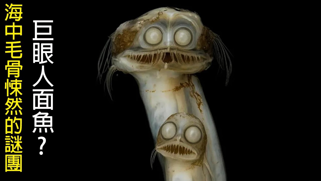 [網路生物鑑定] 為黑暗而生的人面魚 | 深海巨型蝌蚪 | 腦袋消失的魚