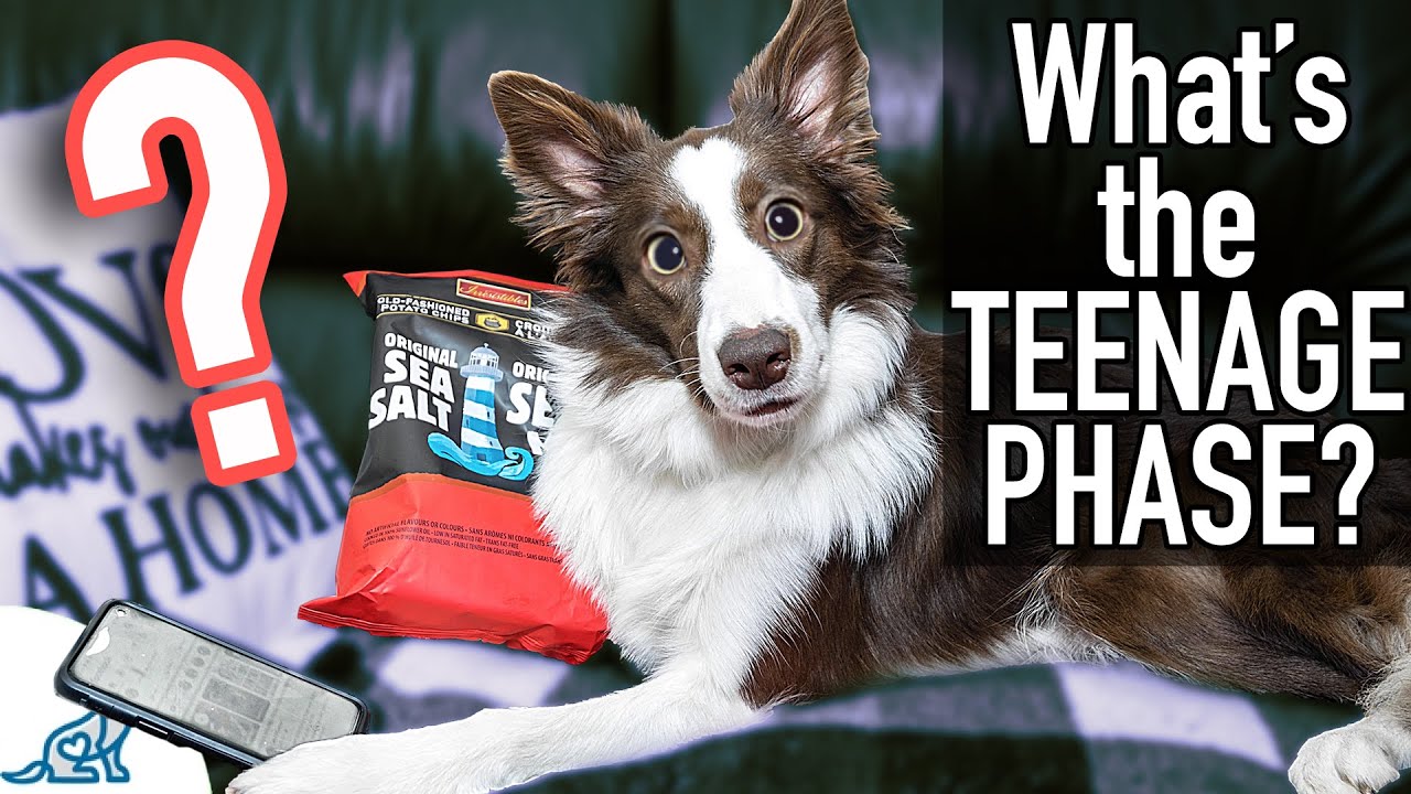 The Unpopular Truth About Your Puppy’s 