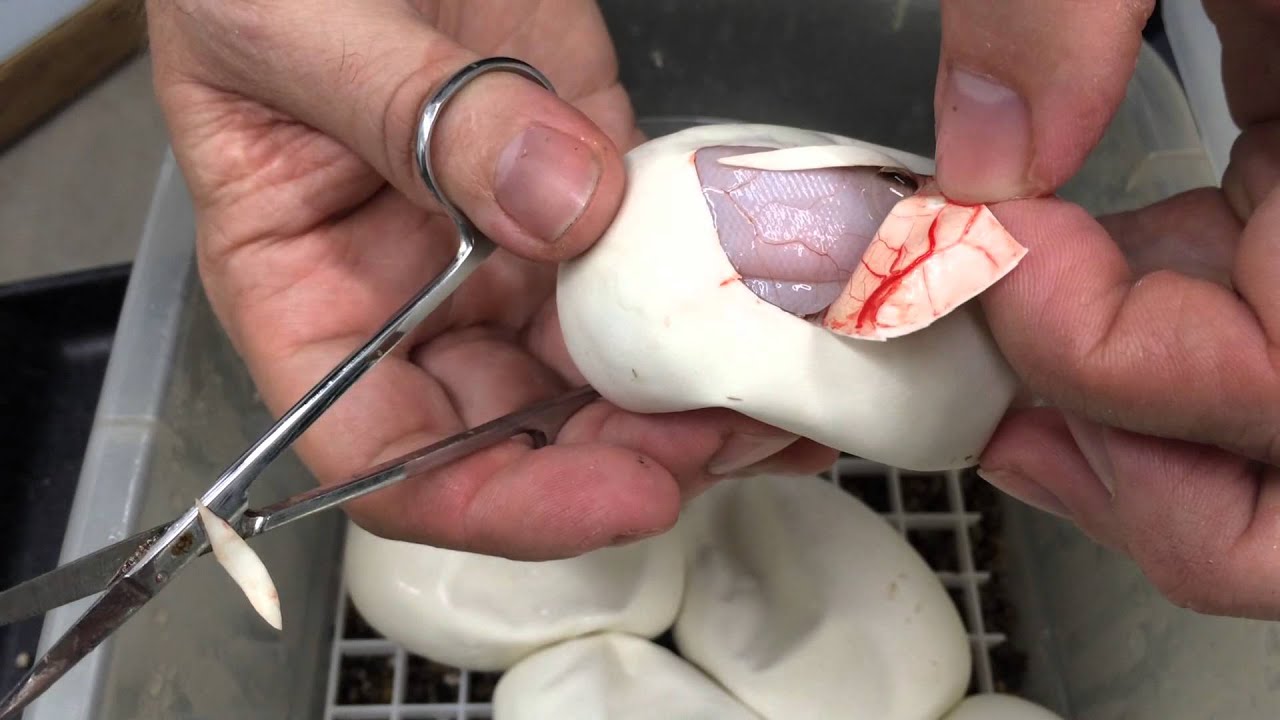 Ball Pythons Hatching!  Banana Clowns, Superstripes, Pieds and more!