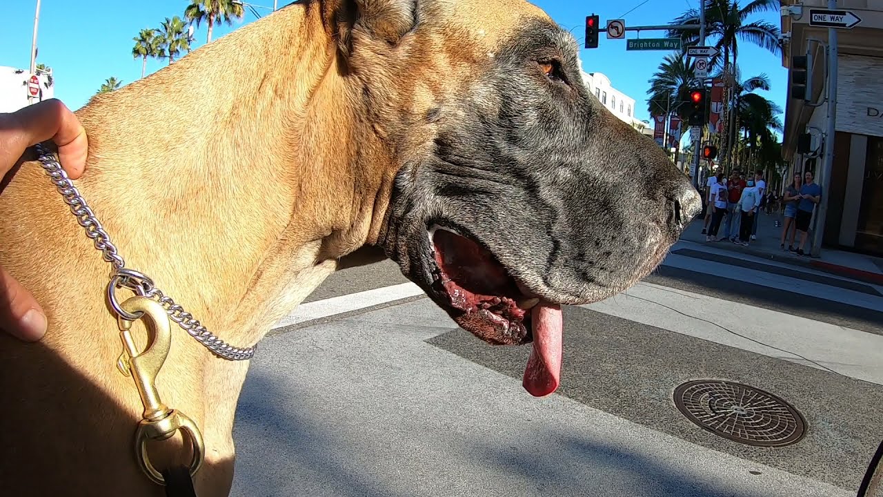 Cash 2.0 Great Dane holiday season in Beverly Hills 7