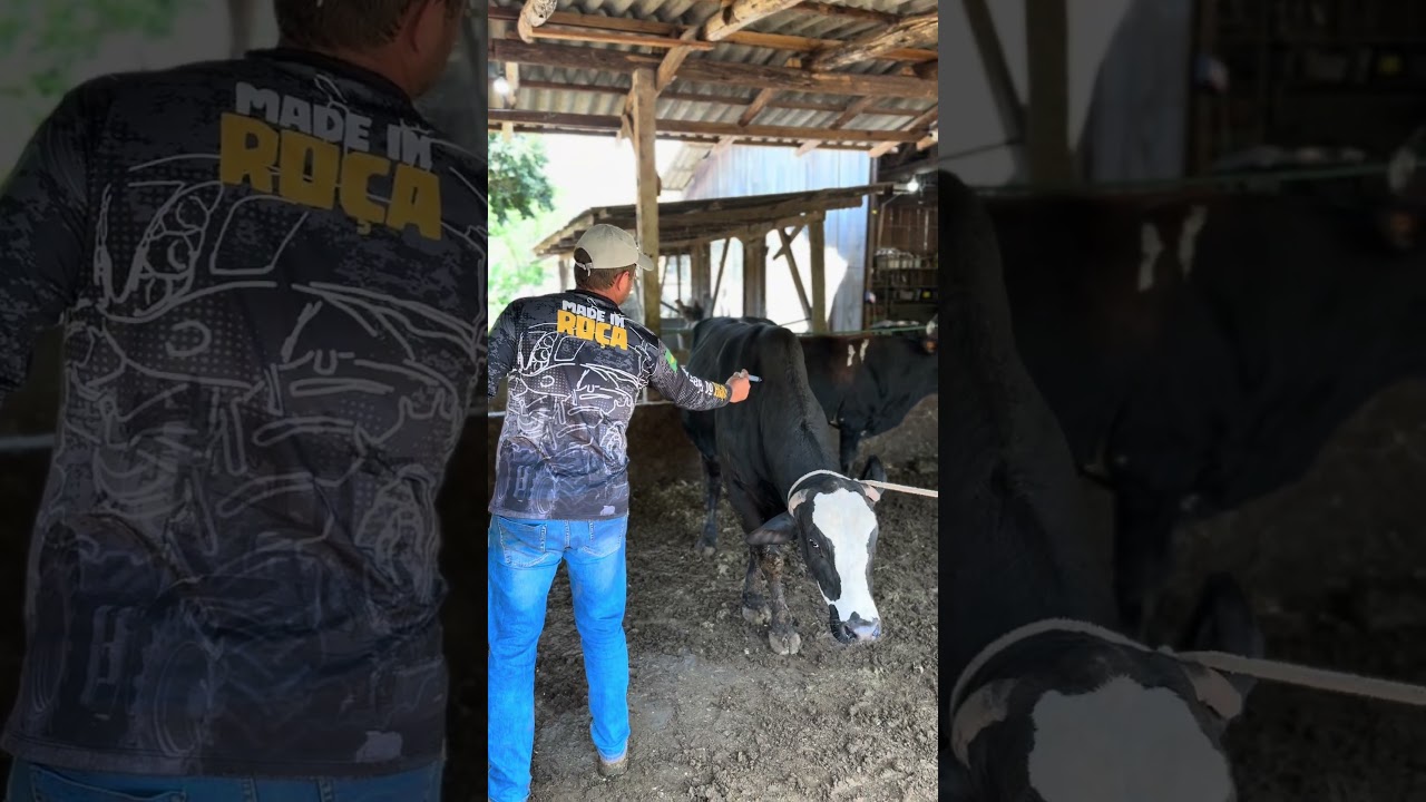 E hoje foi dia de m&eacute;dica a boiada #confinamento #boigordo #gadodecorte #pecuaria #agro
