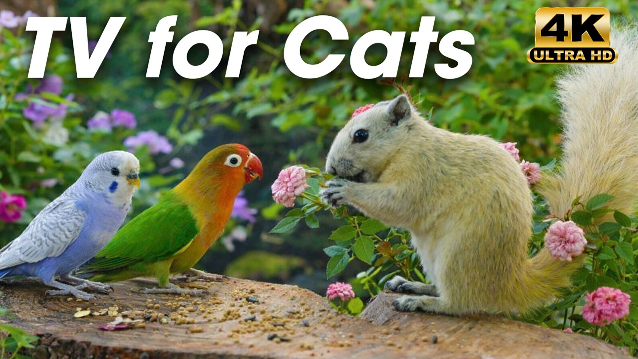 A Peaceful Bird Watching 🐦 Experience for Indoor Cats 😺 on Cat TV for Cats