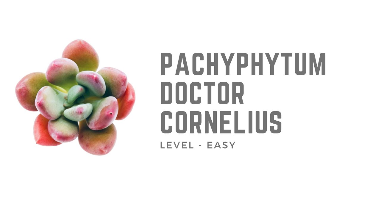 || PACHYPHYTUM DOCTOR CORNELIUS ||