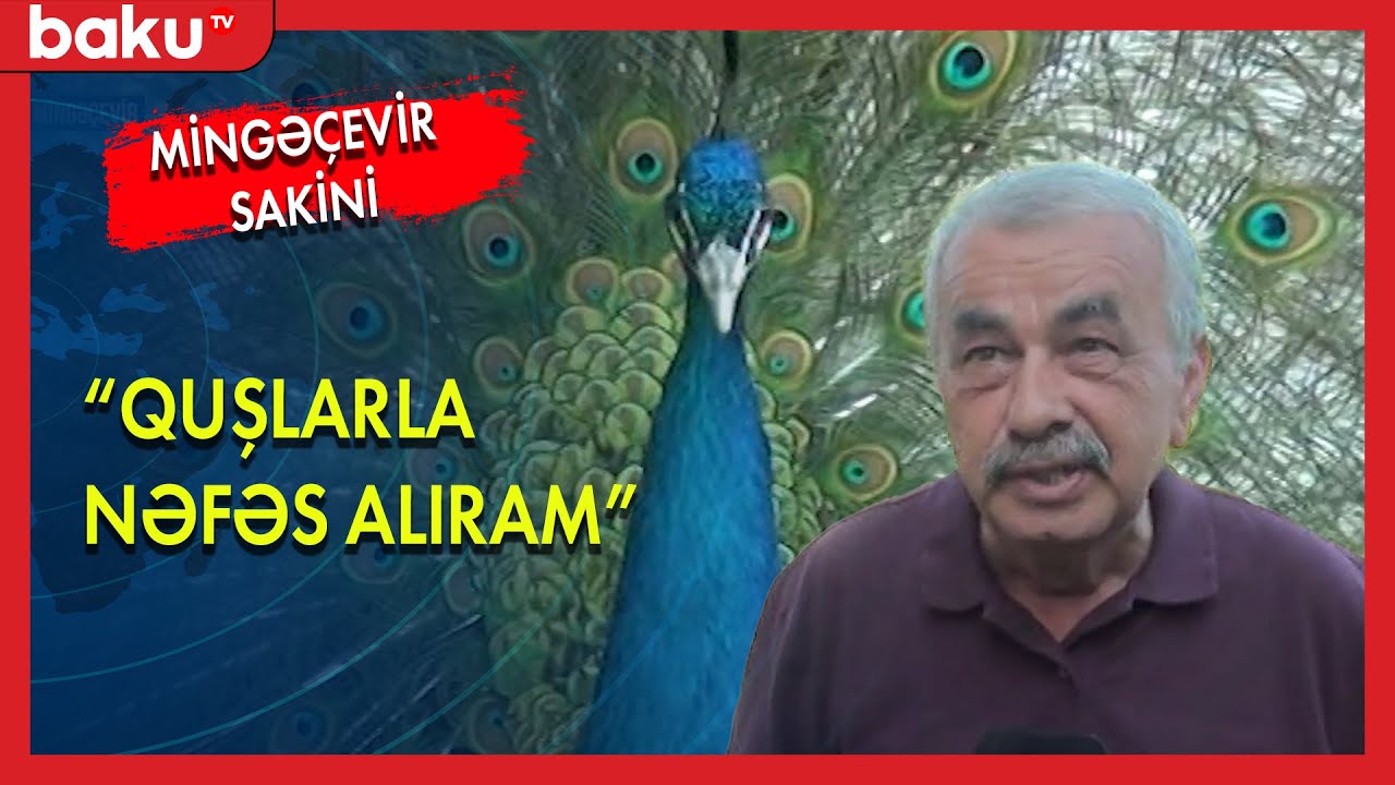 Mingəçevir sakini həyətində nadir quş növləri bəsləyir- BAKU TV