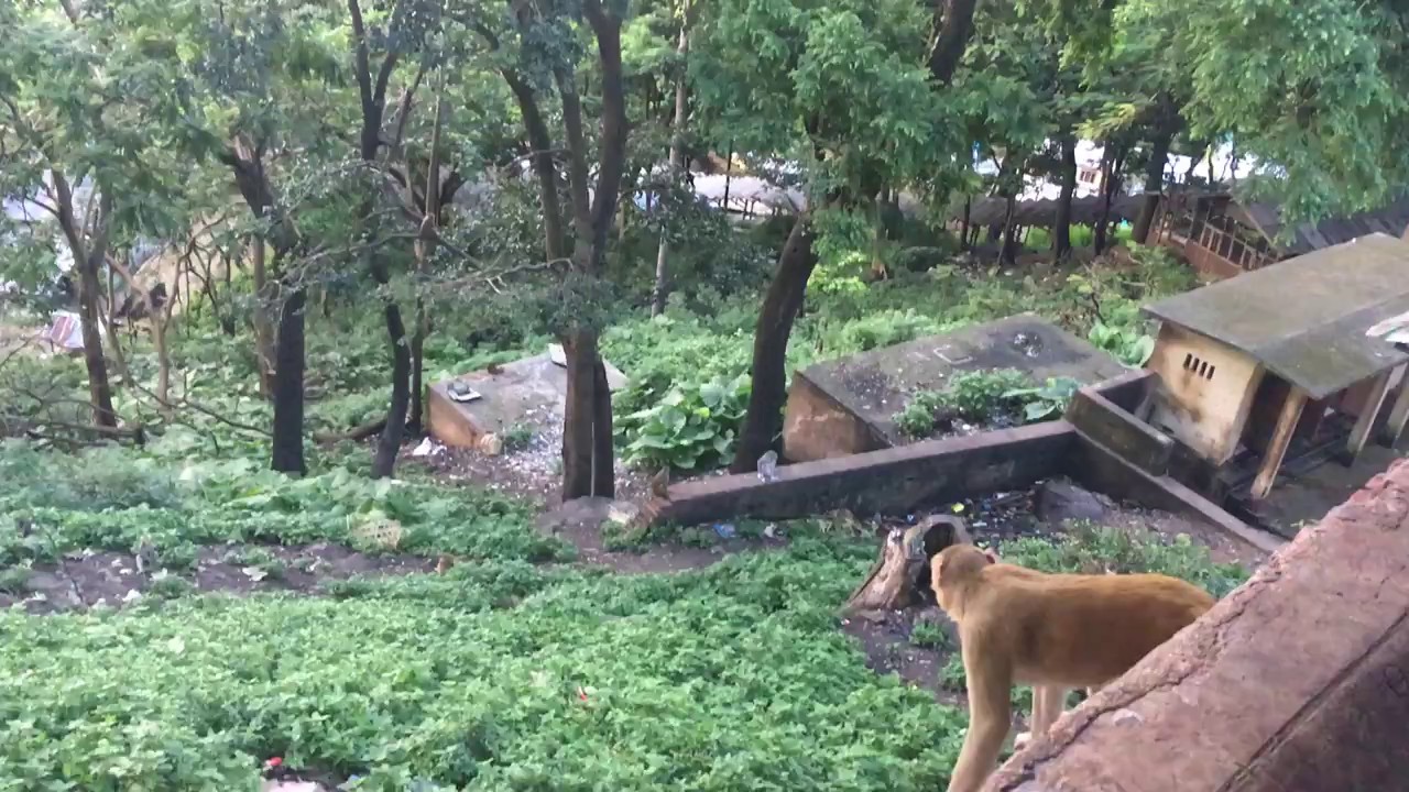 Mt.Popa - On the way to the top. Monkeys and shit.