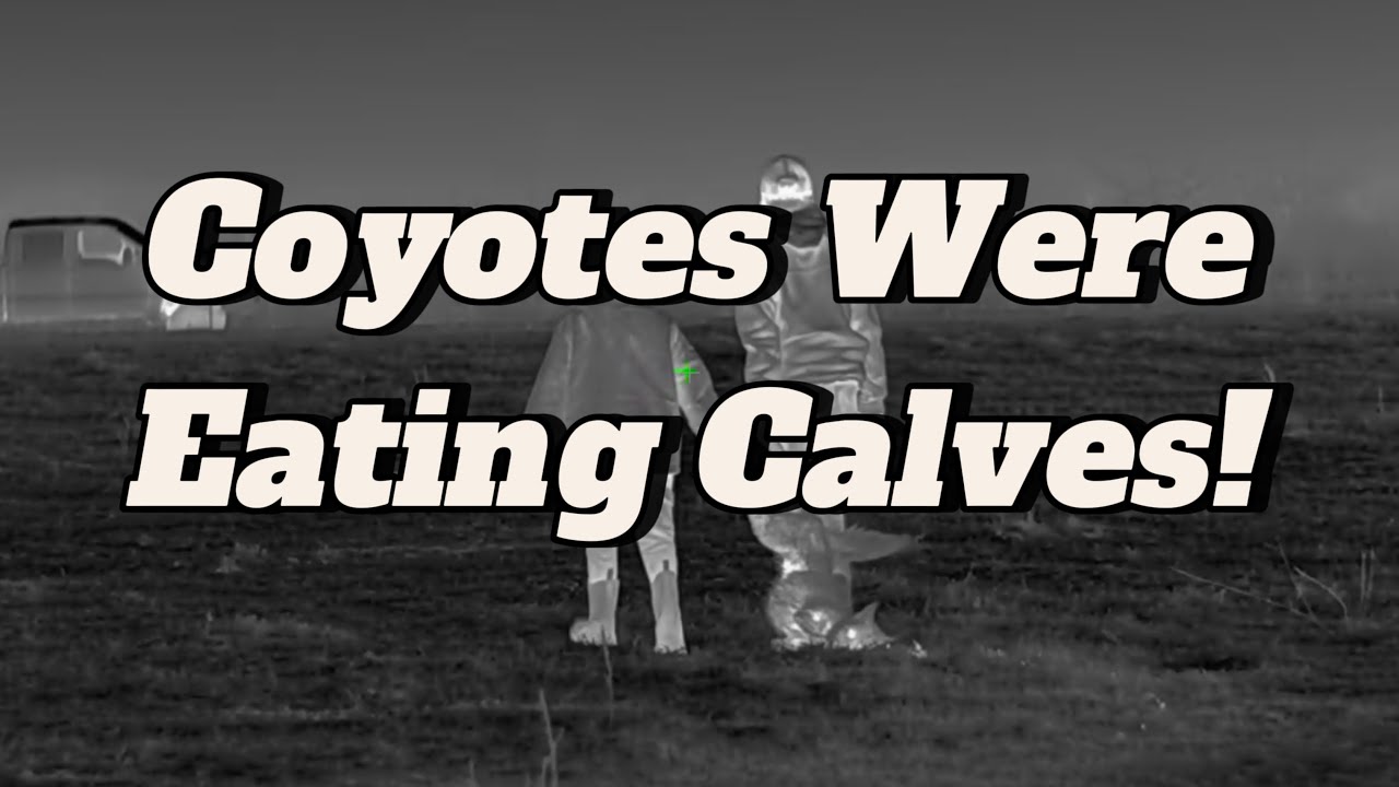 One of Our Most Incredible Nights/Coyotes Hunting Using the iRay Bolt TX60C Thermal Scope