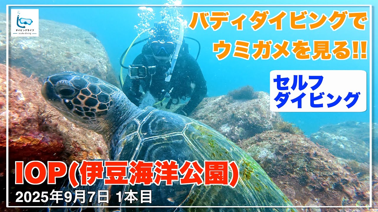 伊豆海洋公園(IOP)でバディダイビング！ウミガメが何匹もいました【伊豆ダイビング/スキューバダイビングvlog】
