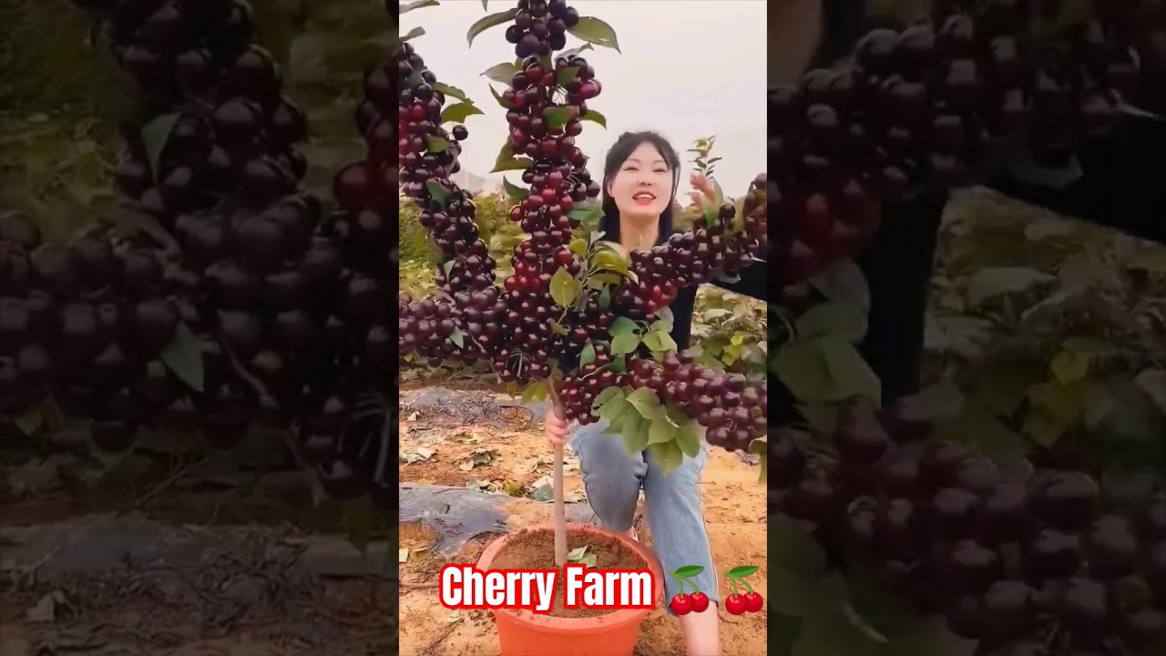 Cherry Farm Harvest | Best Cherry Farming| Growing Cherry Trees Bursting with Fruits #shorts #viral